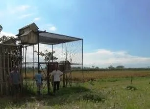 Basmi Hama Tikus, Petani Lumajang Gunakan Burung Hantu